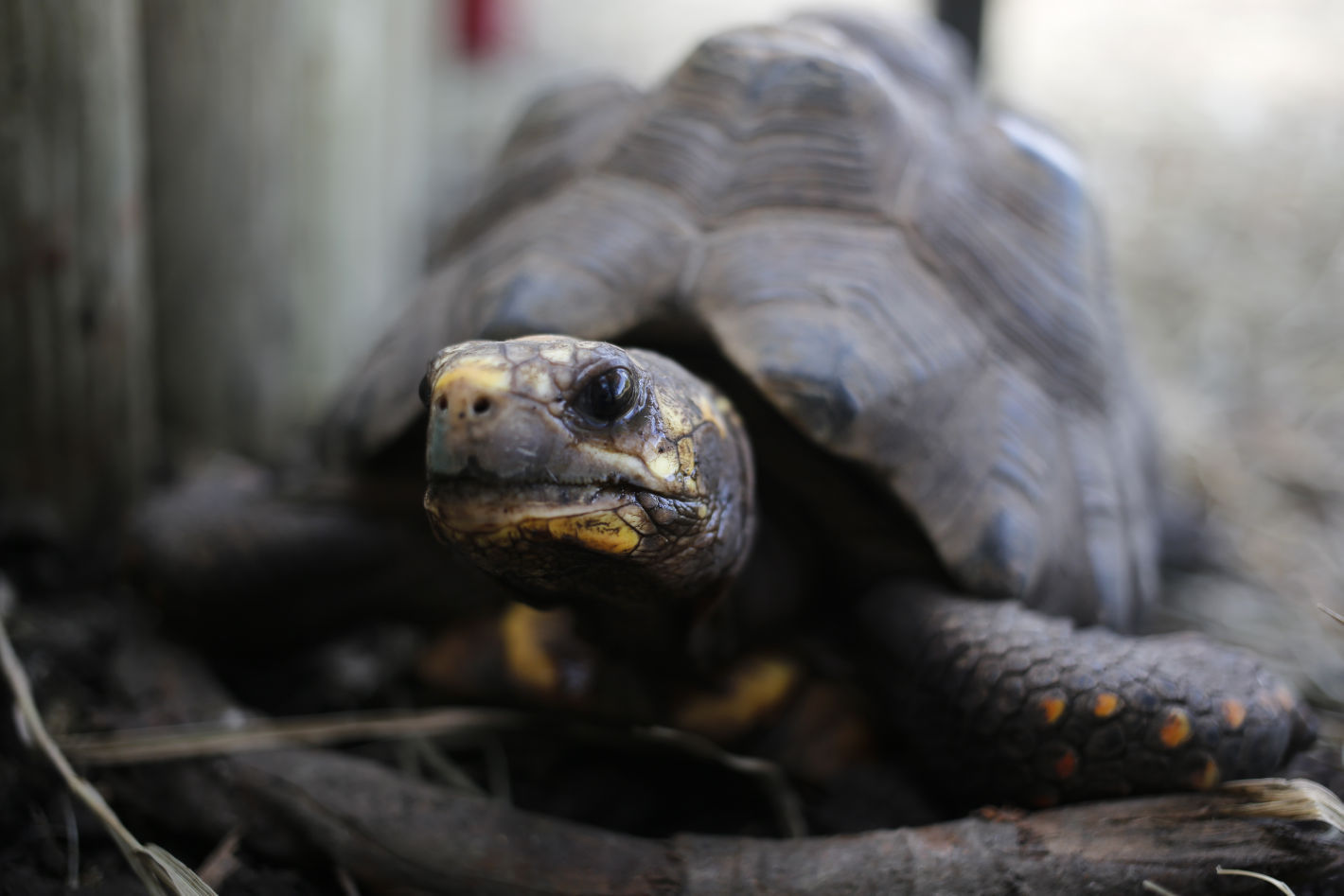 Tortoise
